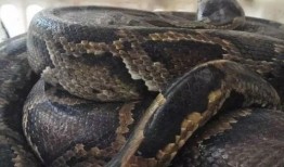 杨先生深圳最新爆料,揭秘深圳最新动态与热点事件