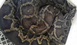 杨先生深圳最新爆料,揭秘深圳最新动态与热点事件